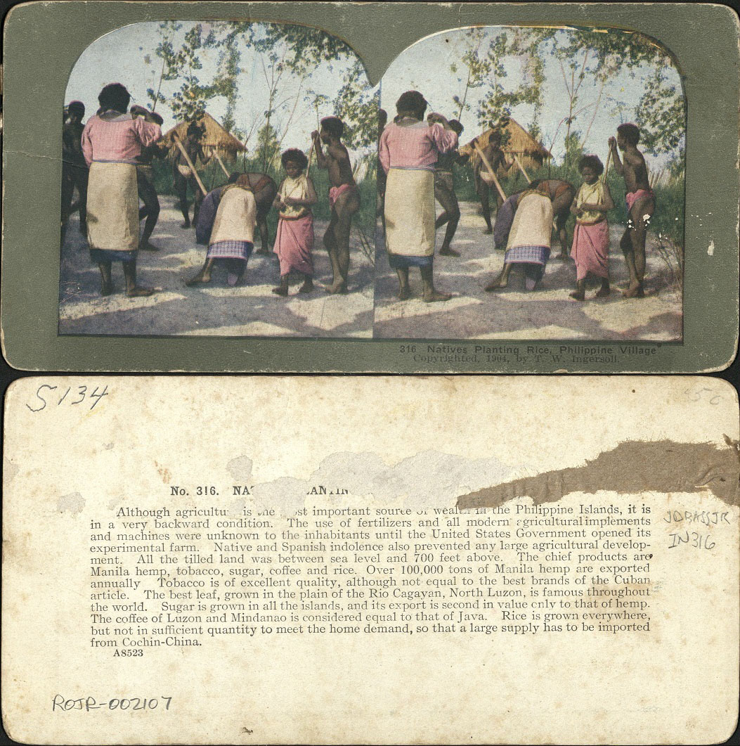 Natives Planting Rice, Philippine Village.